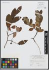Foto von Salix appendiculata Vill.